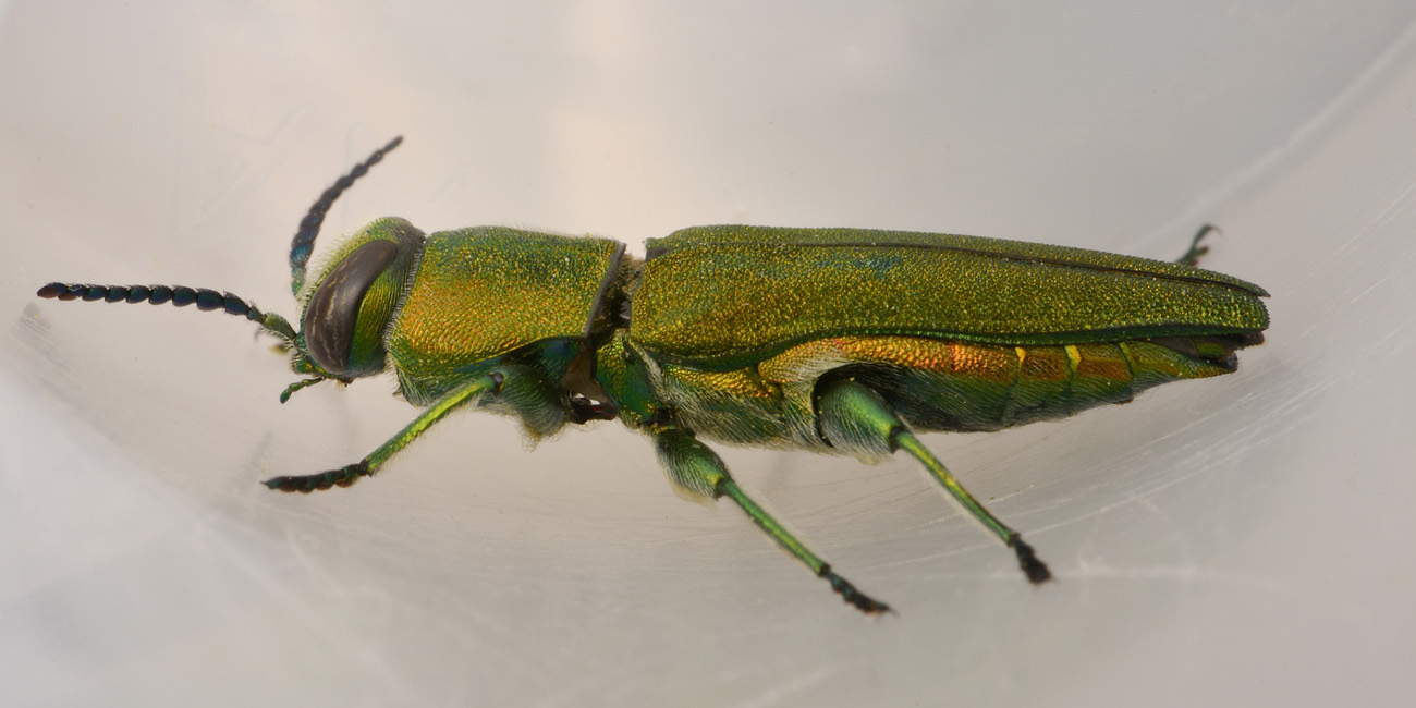 Buprestidae, Anthaxia hungarica